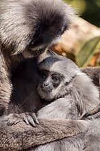 Young Silvery Moloch Gibbon with Mother