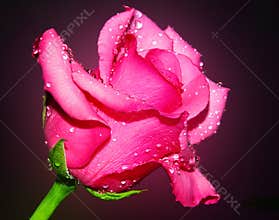 Pink rose