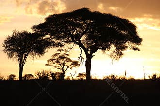 Sunset in Tarangire