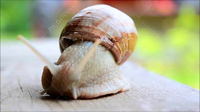 Snail moving in slow motion
