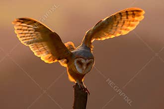 Evening light with bird with open wings. Action scene with owl. Owl sunset. Barn owl landing with spread wings on tree stump at th