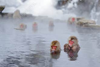 Monkey Japanese macaque, Macaca fuscata, family with baby in the water, red face portrait in the cold water with fog, two animal