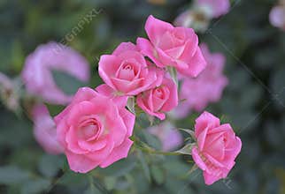 Roses blooming in garden