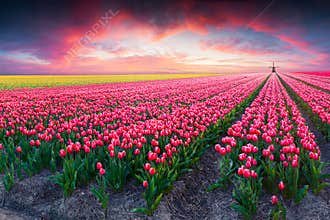 Dramatic spring scene on the tulip farm