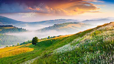 Blooming white flowers in the summer mountains