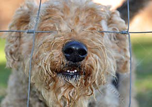 Dogs nose through fence