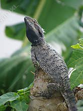 Eastern Bearded Dragon 2