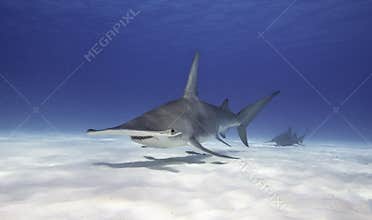 Great Hammerhead Shark
