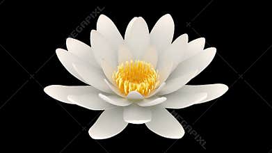Lotus flower rotating alpha channel