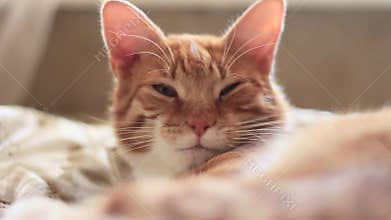 The red cat is frowning and blinking