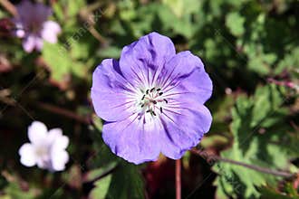 Geranium cinereum 'Ballerina'