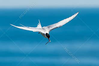 Arctic Tern