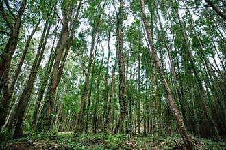 Green Forest Trees with sunlight