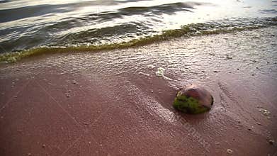 Sea wave with coconut on beach, Algal bloom