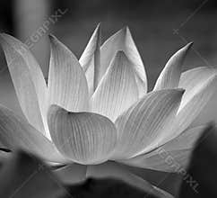 B&W lotus flower blossom