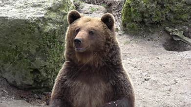 Brown bear