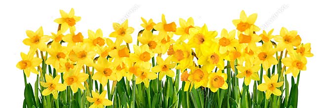 Blossoming yellow daffodils isolated on white