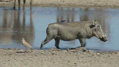 Warthog and bird