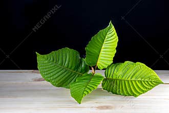 Mitragyna speciosa or Kratom leaves