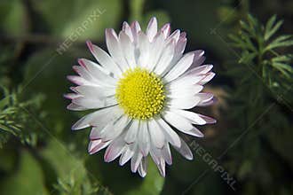 Spring flower