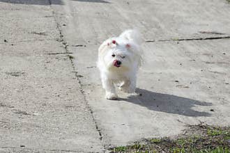 My small dog