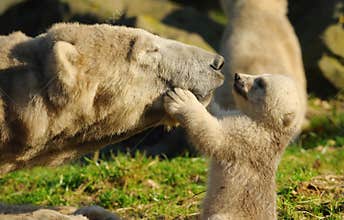 Polar bear and cub