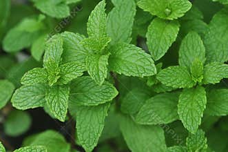 Spearmint Plant - Mentha spicata