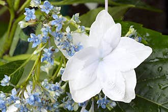 Hydrangea Shooting Star Lace cap
