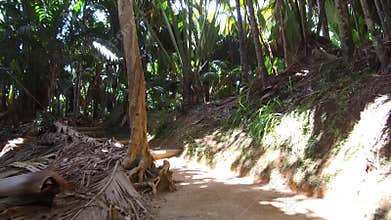 Path in jungle woods with palm trees at africa