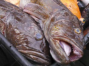 Ling-cod