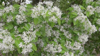 Blooming bush with green leaves and white blossom. Trachelospermum jasminoides, confederate jasmine, star jasmine