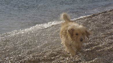 Funny dog barking at the waves and trying to bite water splashes