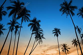 Tropical sunset with palm tree