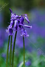 Bunch of bluebells
