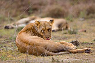 Lioness Curled Up, Grooming