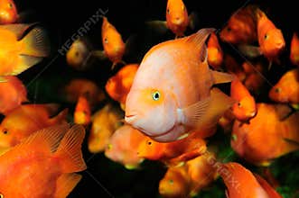 Blood parrot cichlid swimming in aquaria.