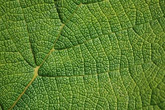 Leaf texture