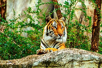 Tiger in zoo