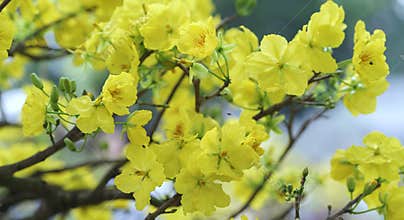 Apricot flowers blooming in Vietnam Lunar New Year