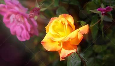 ROSE - Growing in Sun Light