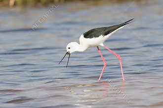 Black-billed stilt with prey between beaks