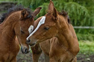 Two baby horses nuzzling each other