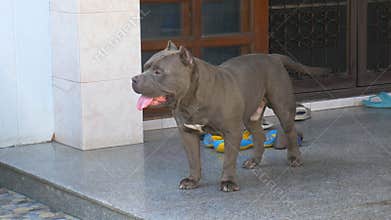 Young pitbull dog