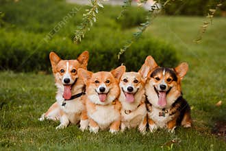 Four dogs breed Corgi in the Park