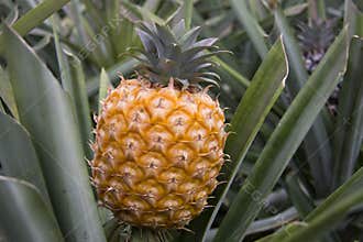 Pineapple