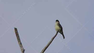 Eastern Phoebe Bird on a tree