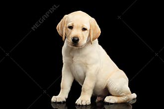 Golden Labrador Retriever puppy isolated on black background