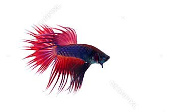 Siamese fighting fish
