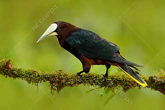 Chesnut-headed Oropendola, Psarocolius wagleri, portrait of exotic bird from Costa Rica, brown with black head and yallow bill, cl