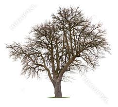 Isolated apple tree